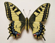 бабочка махаон
