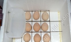 Доработка пенопластового инкубатора для инкубации яиц павлина