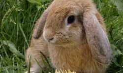 Декоративные Кролики – Прибыльный Бизнес или Хобби