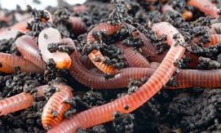 Бизнес на червях и производстве биогумуса