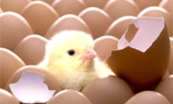 Бизнес на инкубации яиц  сельскохозяйственных птиц