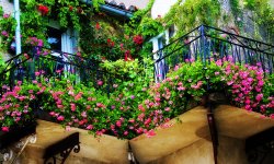Почему нежелательно устраивать цветник на балконе