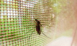 Почему противомоскитная сетка не спасает от маленьких насекомых